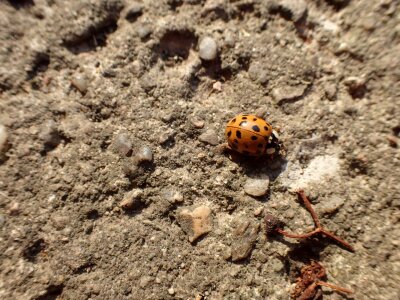 Beetle yellow insect