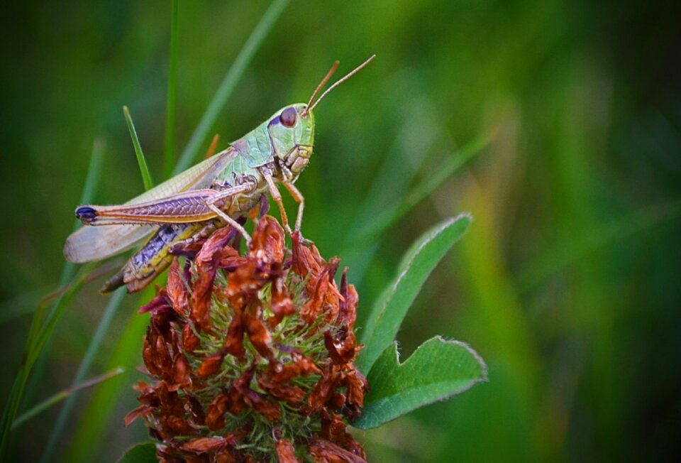 Nature green meadow