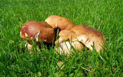 Mushroom brown edible