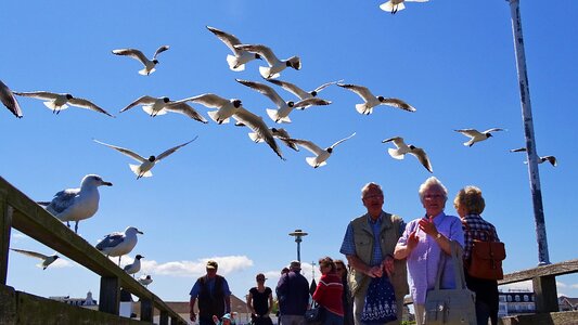 Zinnowitz sky gulls