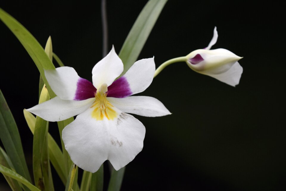 Flower nature nikon d5300