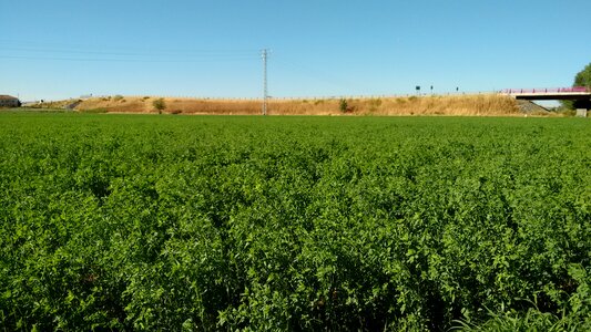 Field nature alfafar