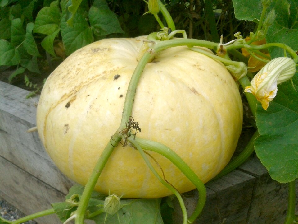Harvest vegetable garden