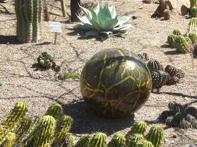 Desert cactus