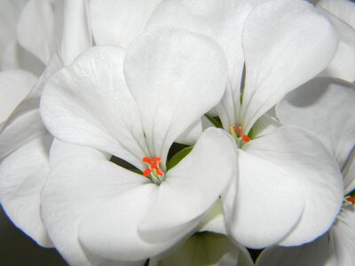 Geranium flowers bloom photo