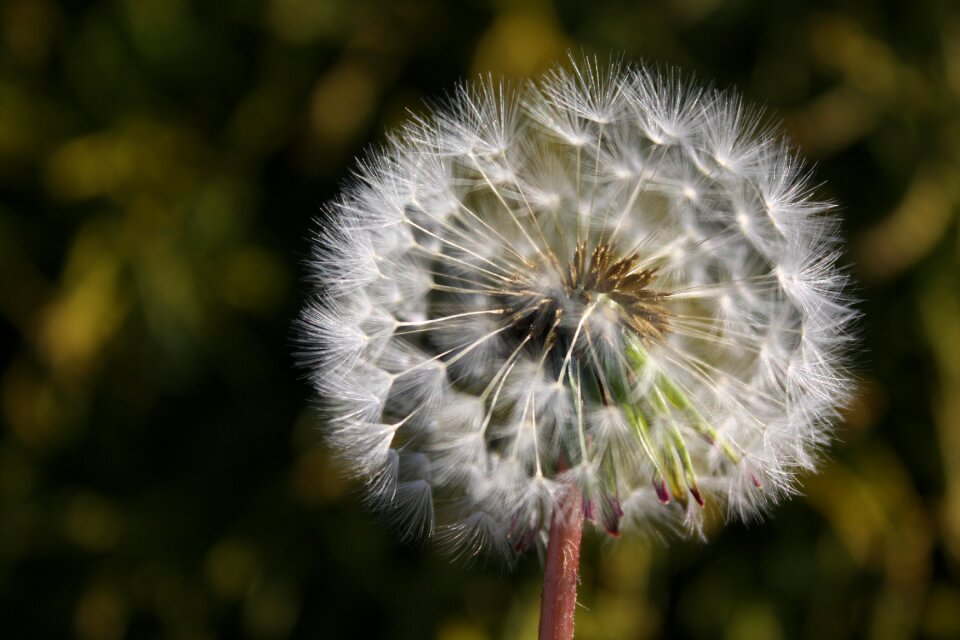 Nature seeds plant