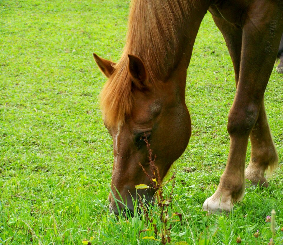 Pets ungulates animal photo