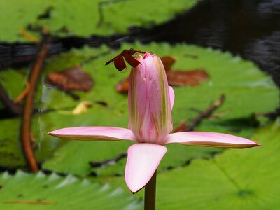 Dragonfly lotus 觸