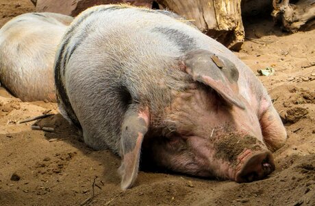 Agriculture wallow sleep