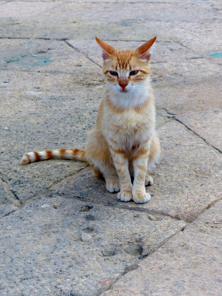 Alley cat strays red head