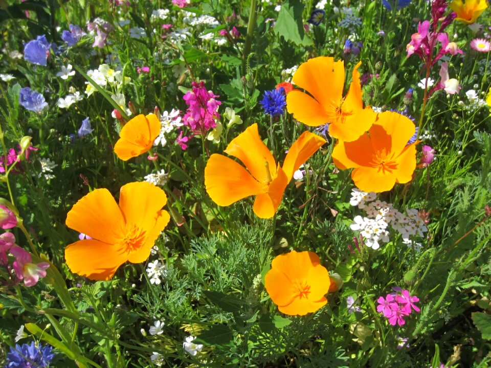 Orange bright flowers