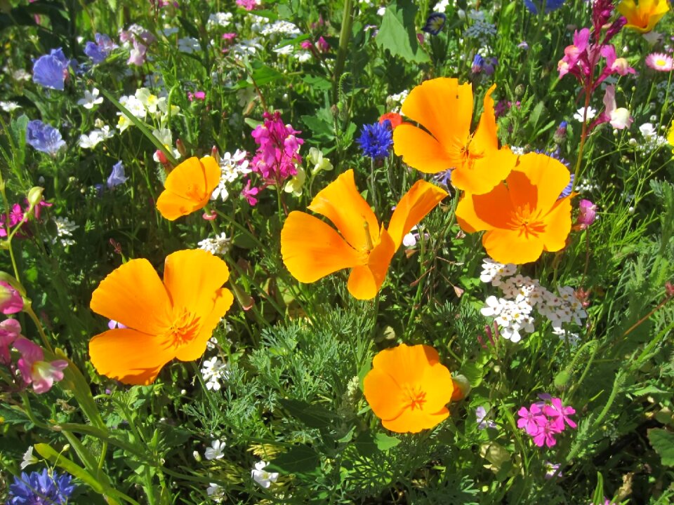 Orange bright flowers photo