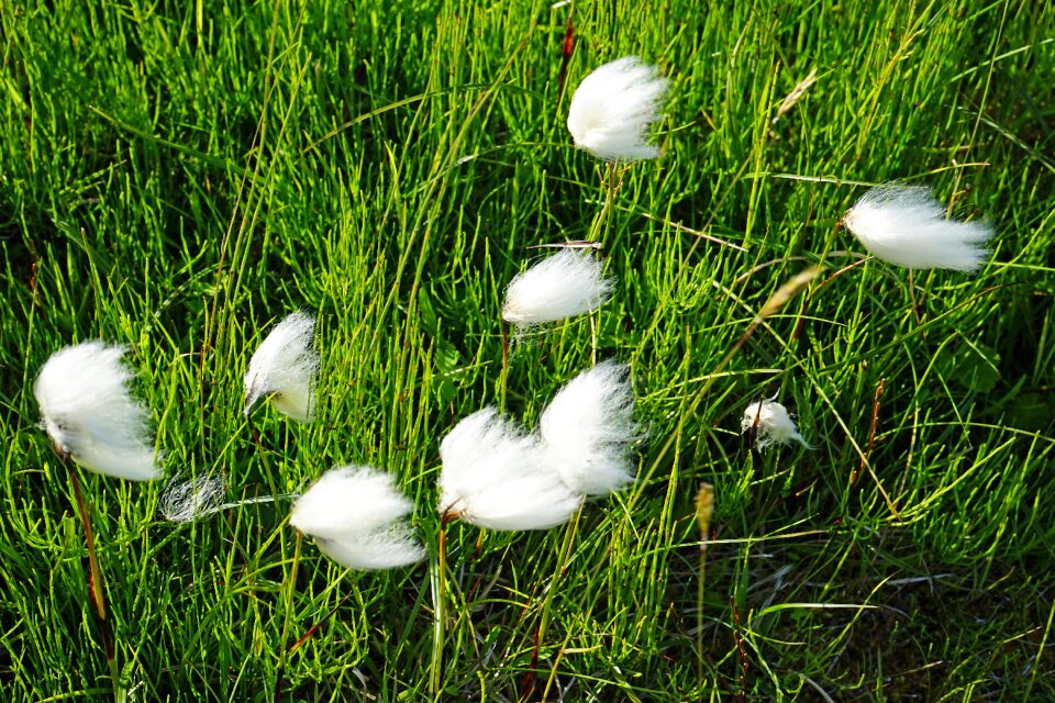 Woolly white grass