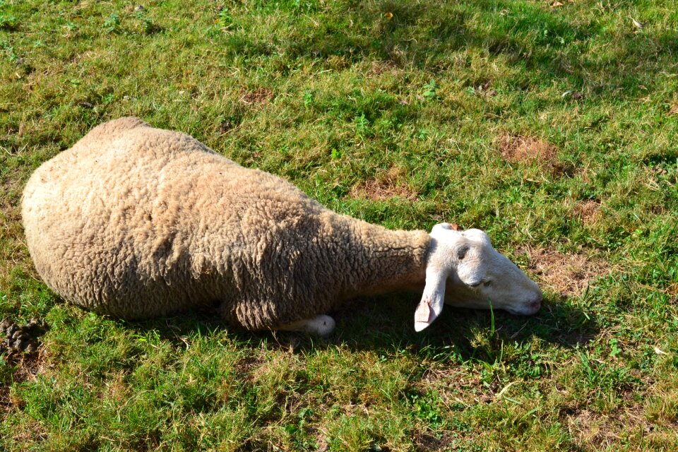 Recumbent sheep rest grass