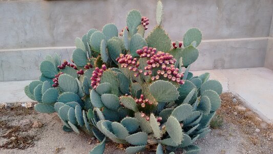 Thorns nature plant
