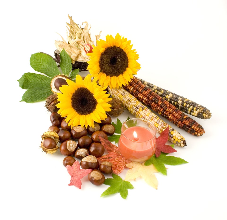 Candle leaves conkers