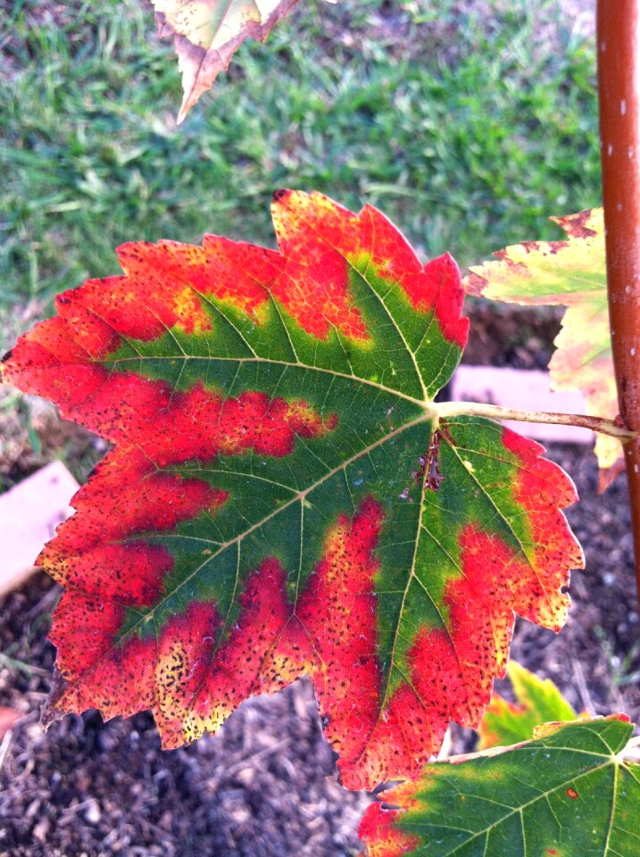 Nature maple japanese
