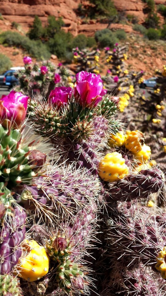 Desert botany