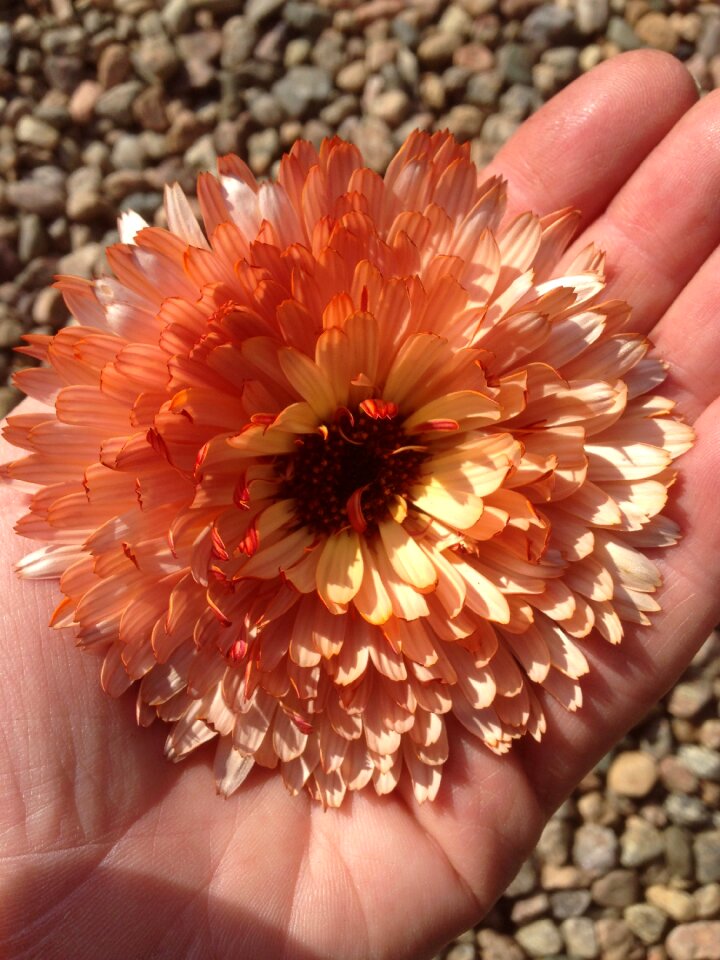Flower hand garden