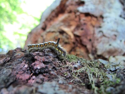 Butterfly insect nature photo