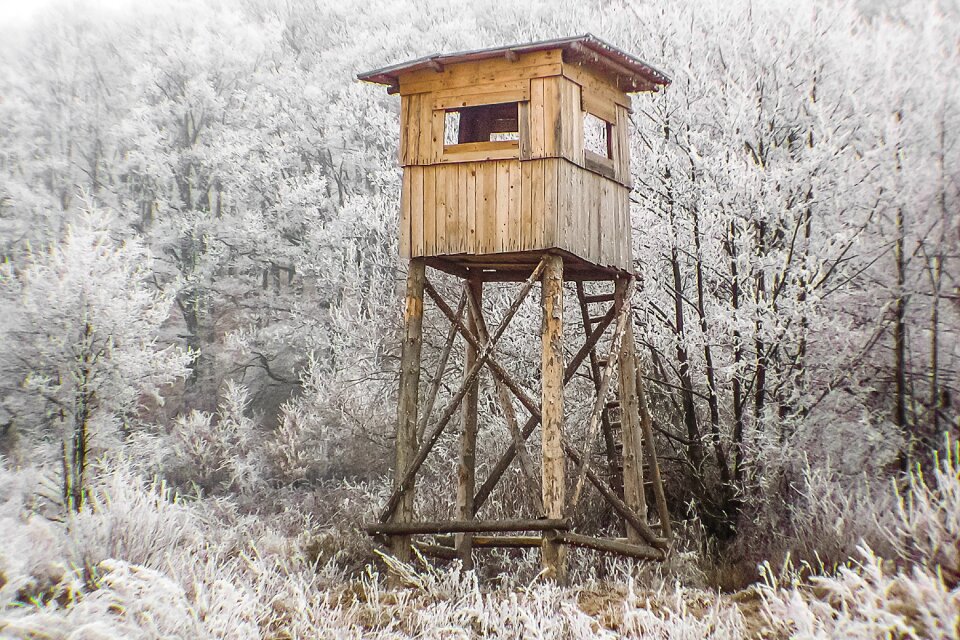 Winter hunting forest