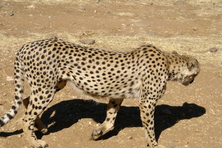 Big cat wild animal africa photo