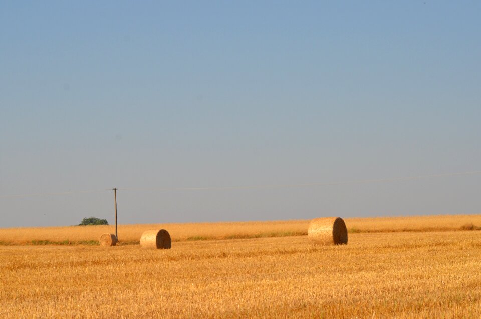 Harvest field poland