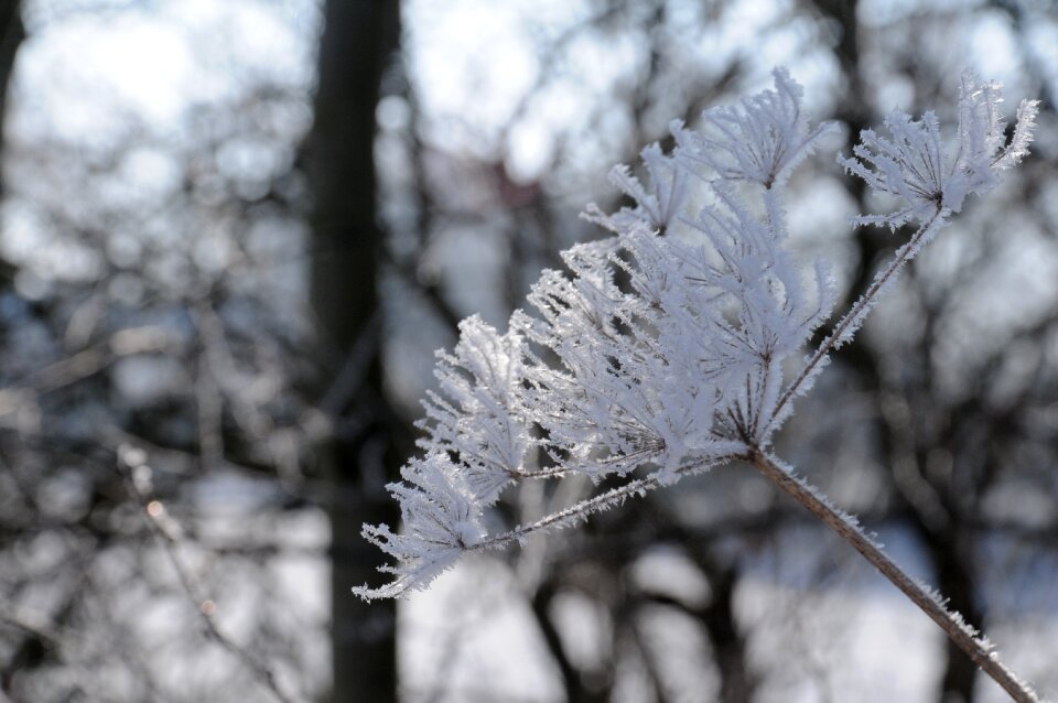 Snow nature cold