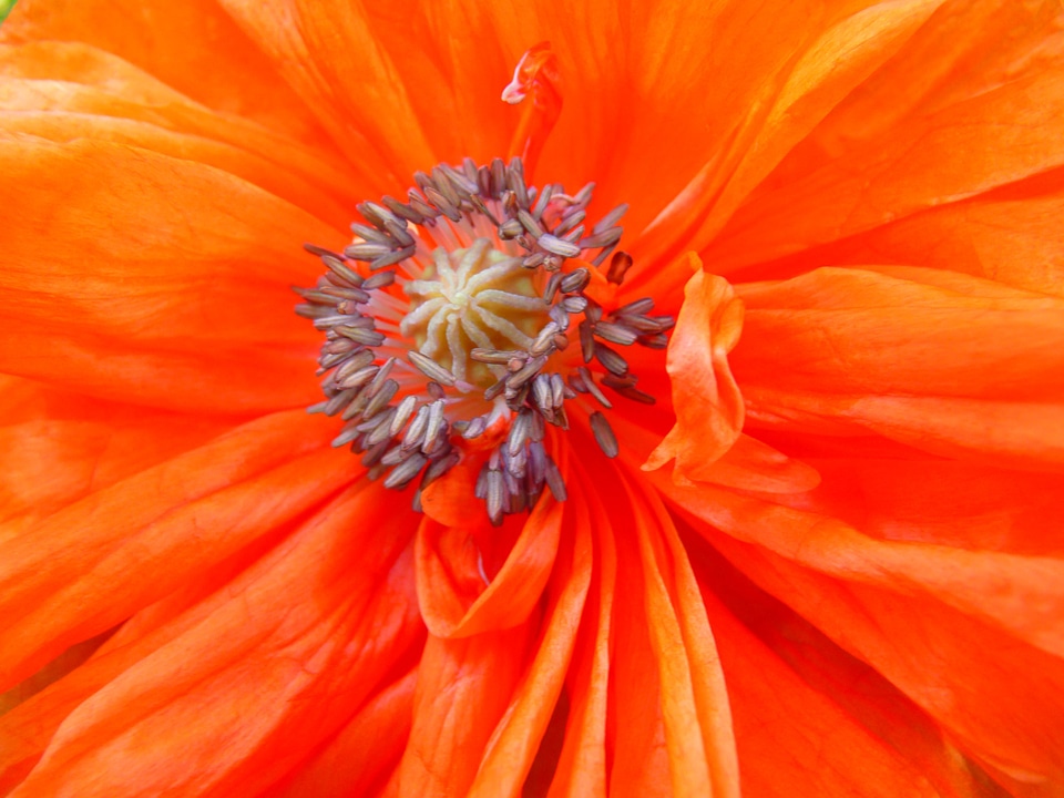 Red orange spring