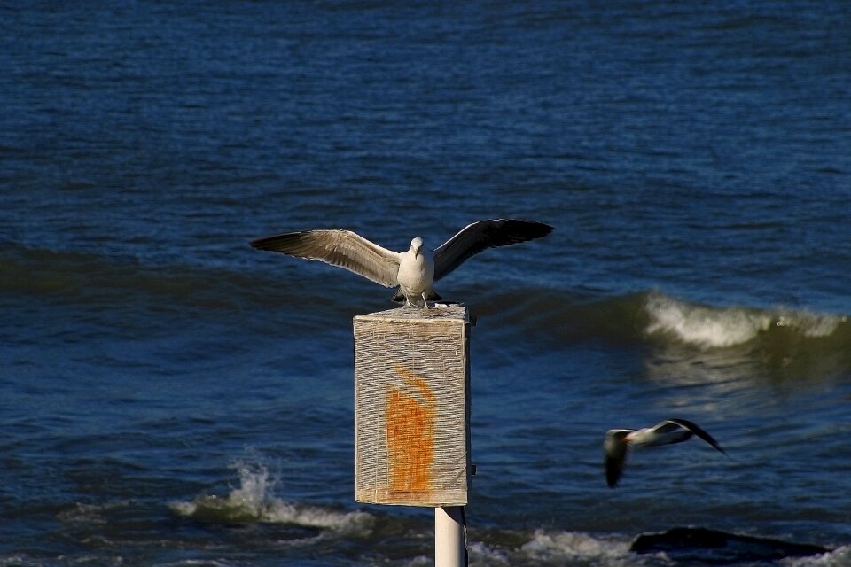 Flight bird flying