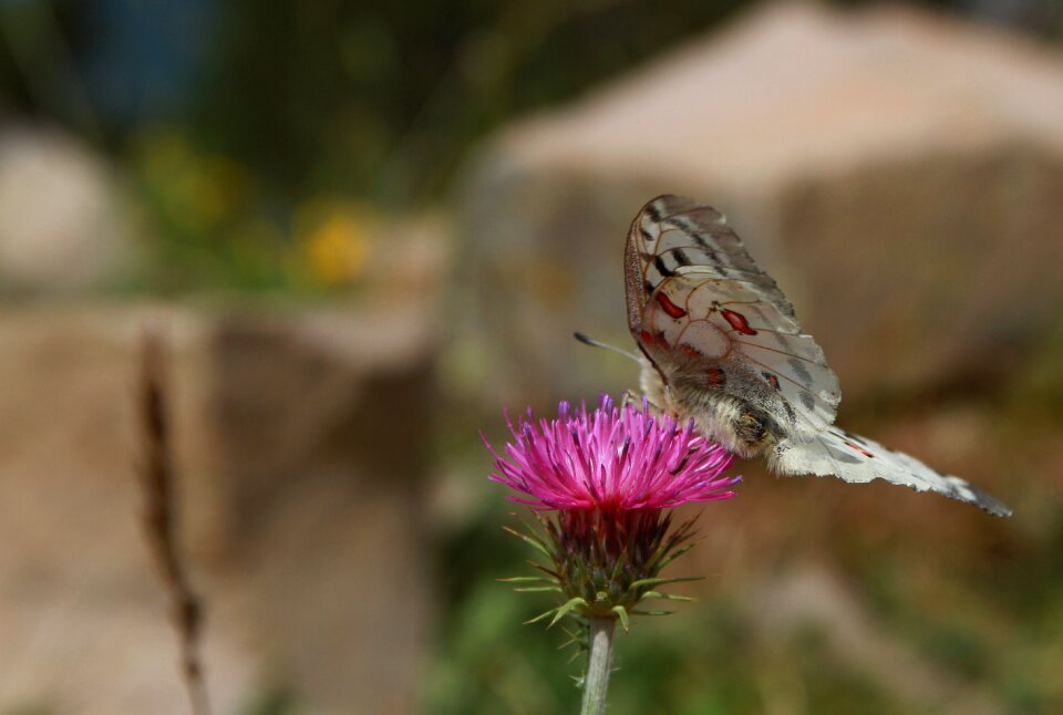 Pink flower butterfly on flower insect photo