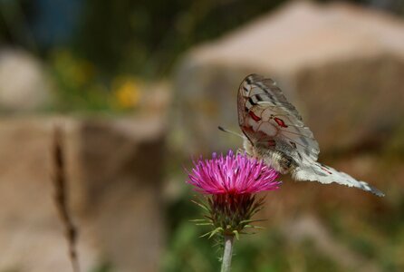 Pink flower butterfly on flower insect photo