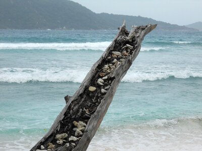 Mussels tree stocking old wood