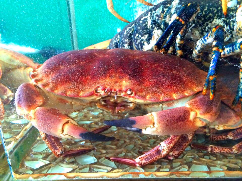Animal crawfish creature