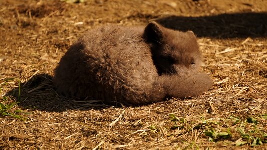 Arctic fox iceland sleeping photo