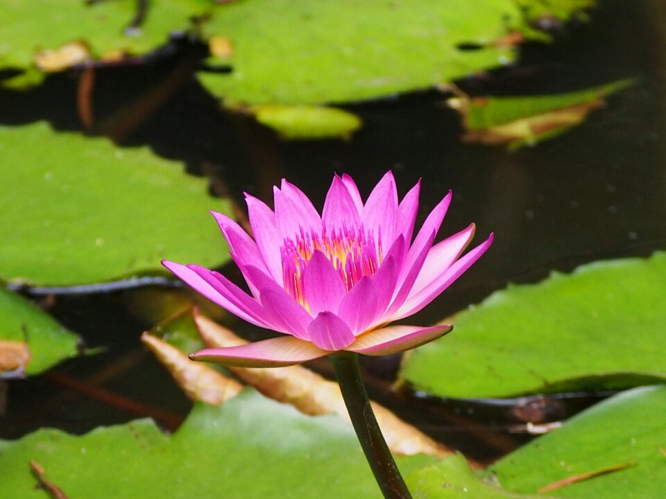 Purple flower seed bloom