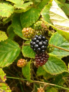 Bush blackberries unripe berries