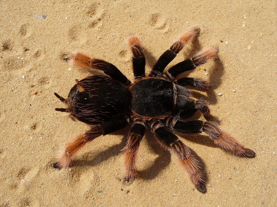Red knee poisonous mexican red knee poisonous spider