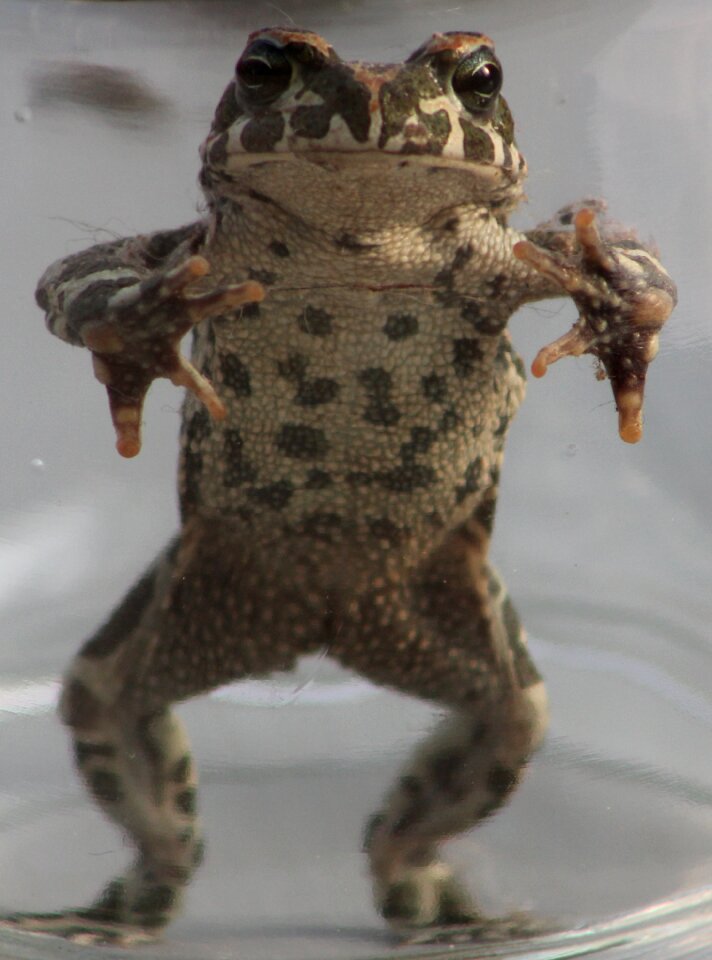 Toad stretched eye contact