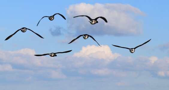 Wild goose migration freedom photo