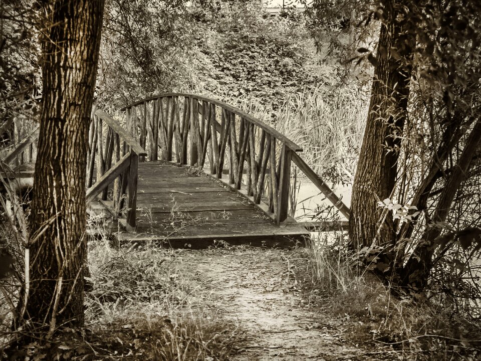 Trees bridge park