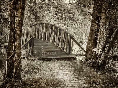Trees bridge park