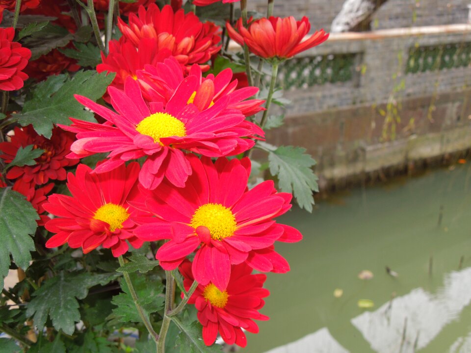Flower gambhir park plant