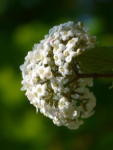 Blossom bloom bush photo