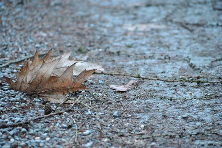 Leaves leaves in the autumn forest photo