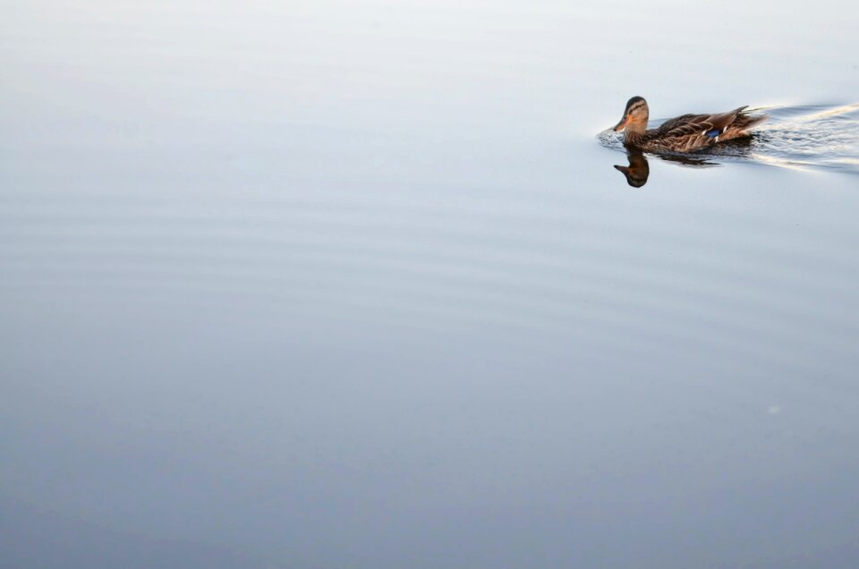 Nature water wildlife