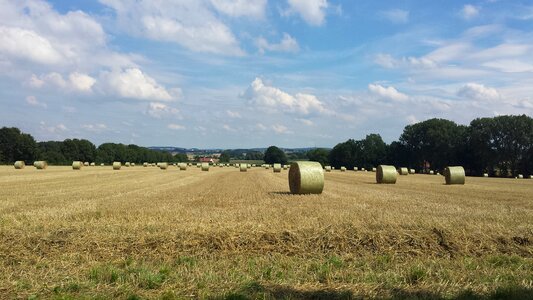Harvest straw summer