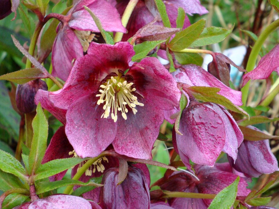 Pink christmas purple flowers flowers