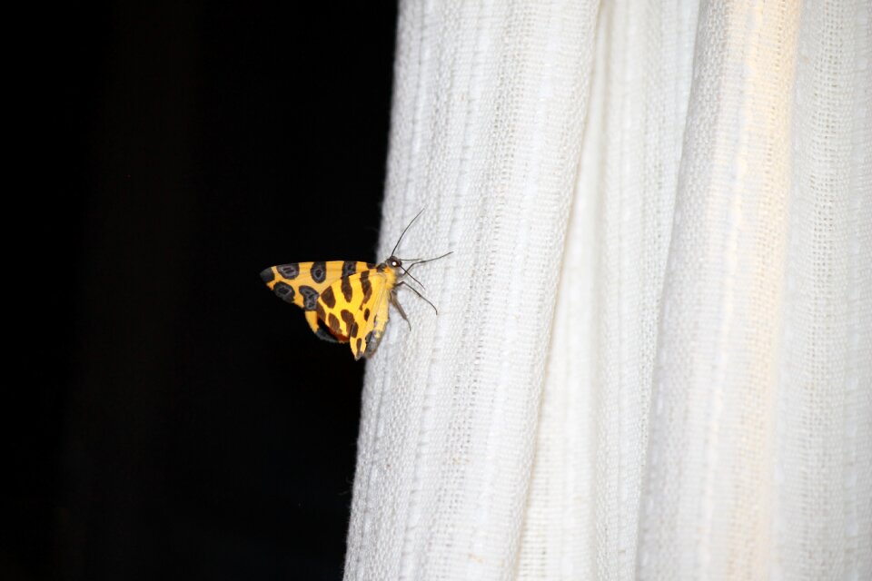 Butterfly changes luck