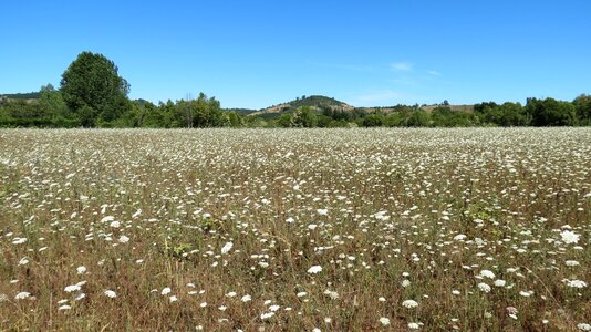 Landscape flowers wild flowers